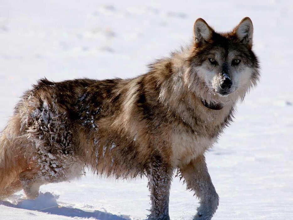 mexican gray wolf in snow