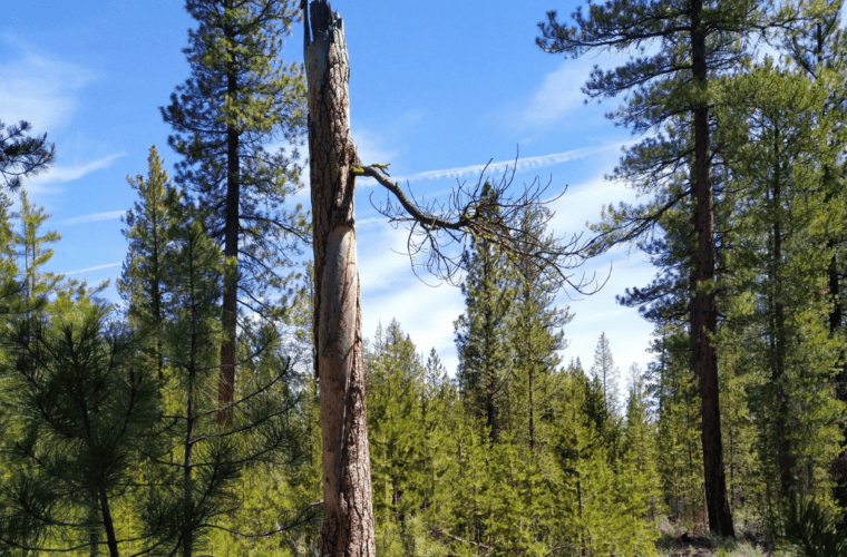 UPDATE: What is a CE and why are we suing the U.S. Forest Service about one?