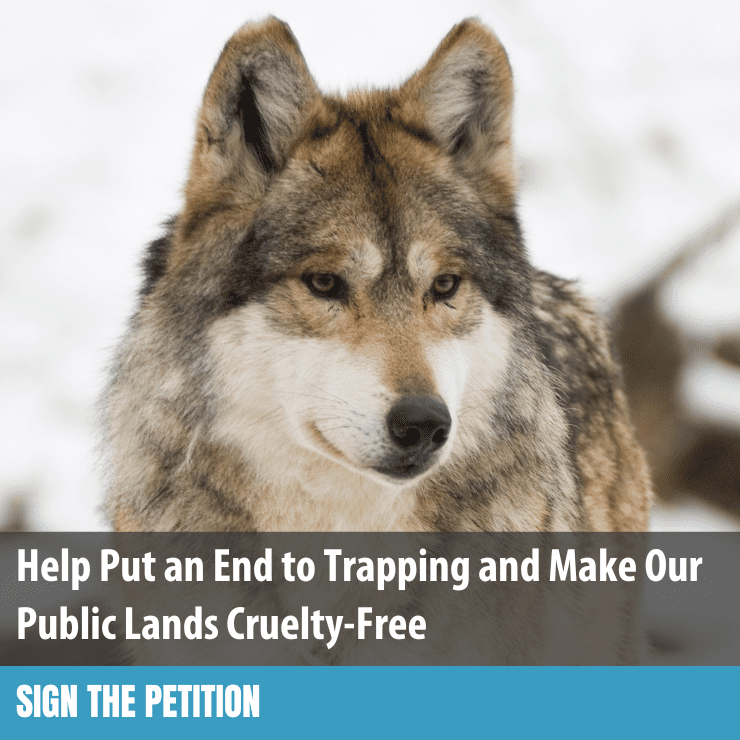 How to Release a Dog from a Trap, Blog and News